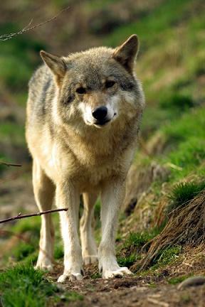 Imgage of a female gray wolf