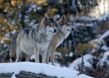 Imgage of two Mexican wolves