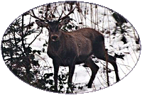 A European Red Deer in Romania