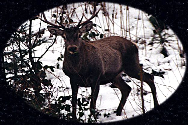 European Red Deer in Romania