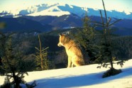 Imgage of a wolf in mountains