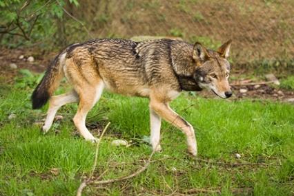 Imgage of a red wolf