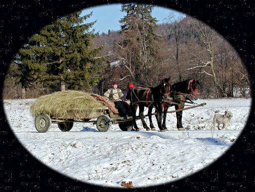 Horse cart used for transportation in Transylvania