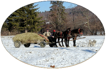 A horse cart used for transportation in Transylvania