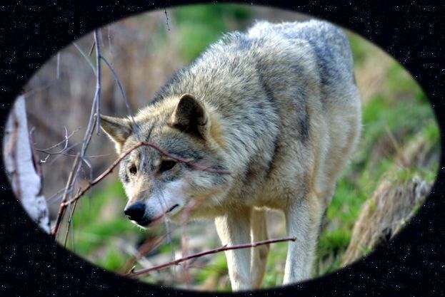 Image of male wolf in Transylvania, Romania