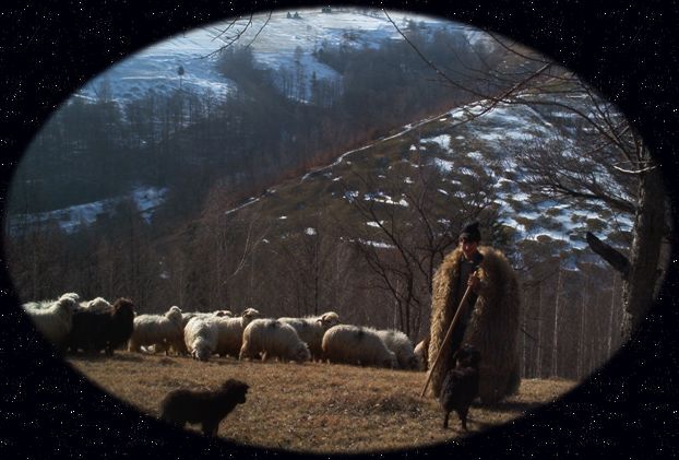 A shepherd tending a flock in the foothills of the Carpathian Mountains