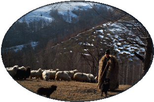 A shepherd tends sheep in the Romanian Carpathian Mountains